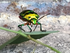 Chrysocoris stollii