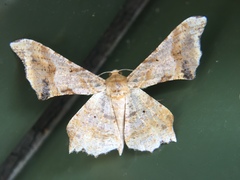 Krananda oliveomarginata