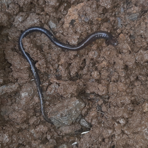 Cienega Colorado Worm Salamander, Oedipina uniformis