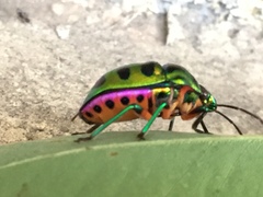 Chrysocoris stollii