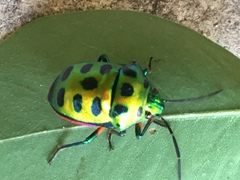 Chrysocoris stollii
