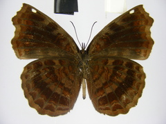 Ariadne enotrea suffusa