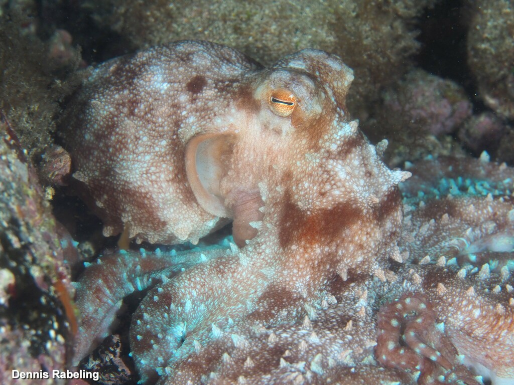 Atlantic White-spotted Octopus from Las Palmas, ES-CN, ES on November ...