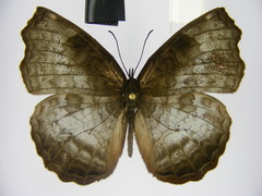 Ariadne enotrea suffusa
