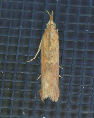 Macrorrhinia endonephele