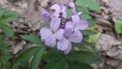 Cardamine quinquefolia