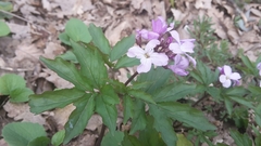 Cardamine quinquefolia