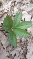 Cardamine quinquefolia