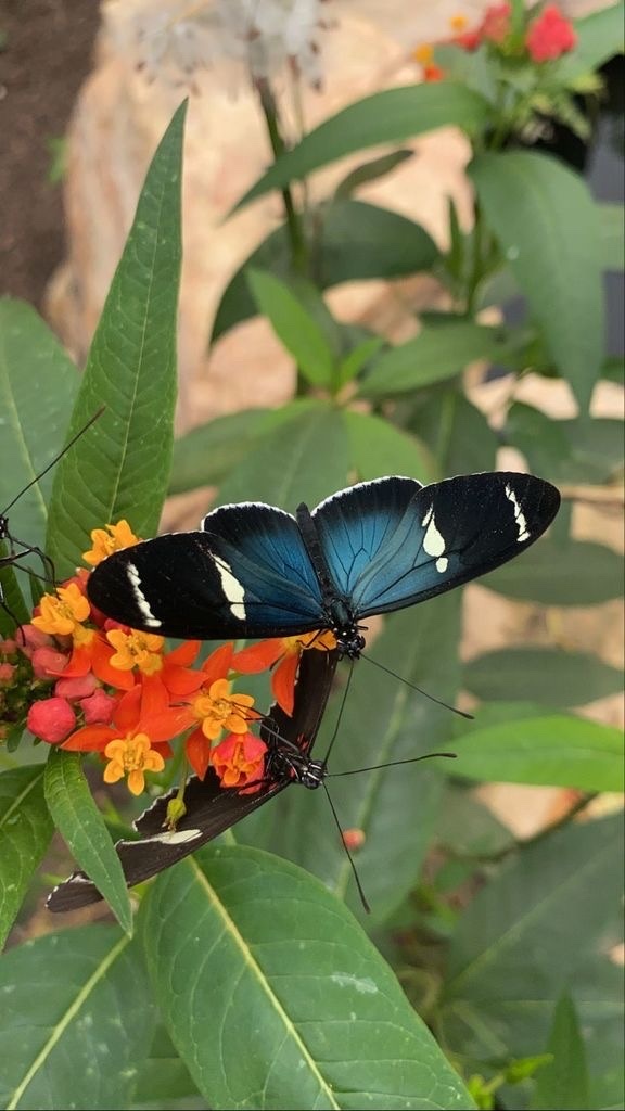 Heliconius sara image