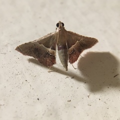 Endotricha repandalis