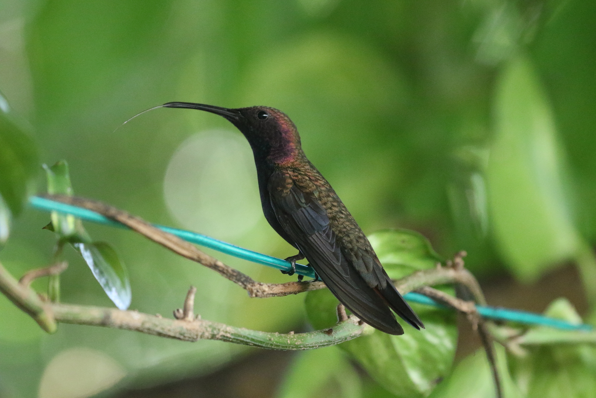 Jamaican Mango (Anthracothorax mango), photo 3