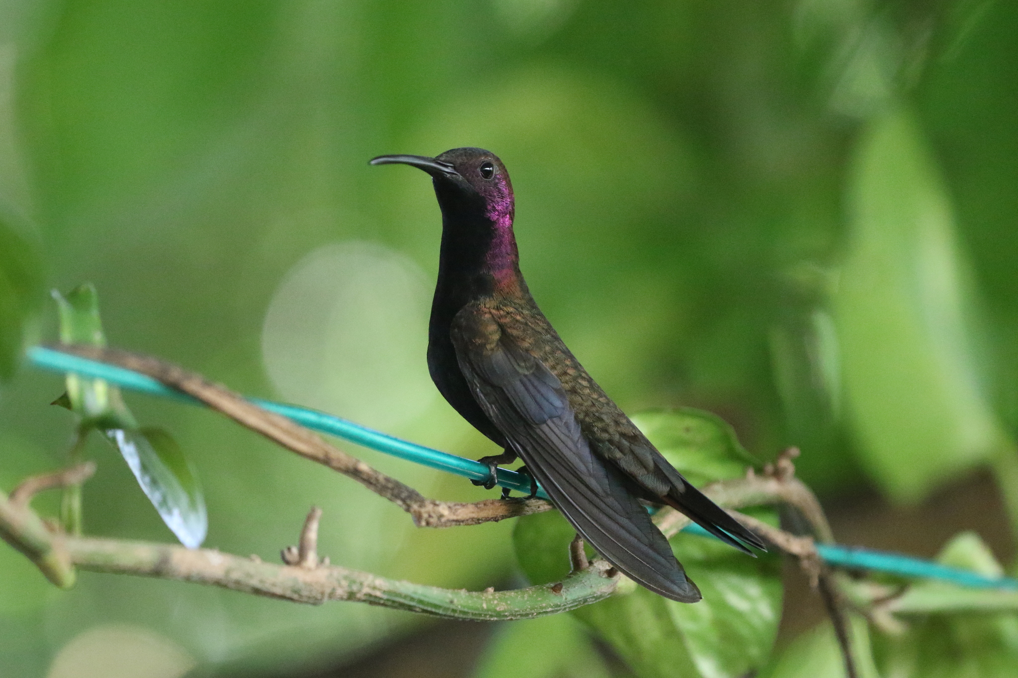 Jamaican Mango (Anthracothorax mango), photo 4