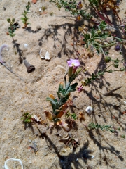 Malcolmia littorea