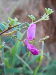 Indigofera denudata