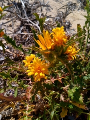 Scolymus