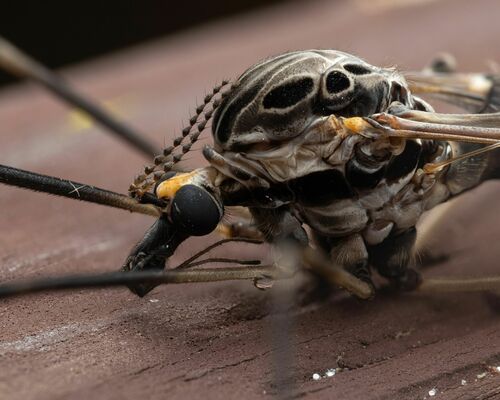 Giant Crane Fly photo 4