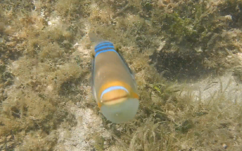 Blackbar triggerfish (Rhinecanthus aculeatus) — Balistidae — 5