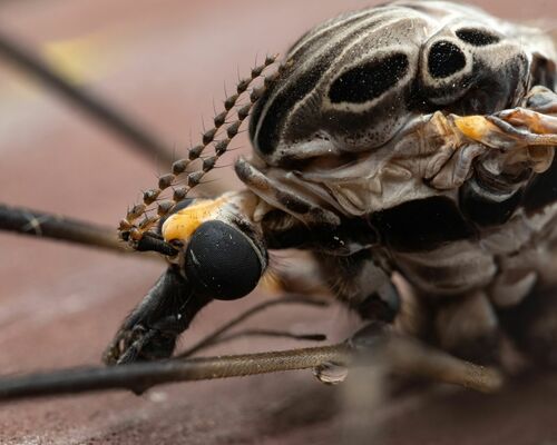 Giant Crane Fly photo 3
