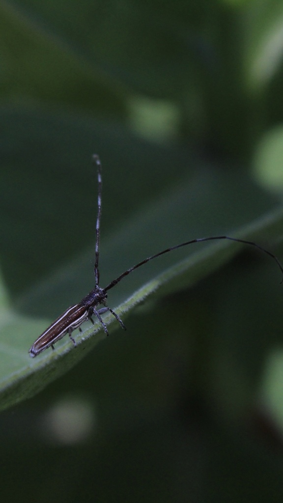 Emphytoecia camousseighti