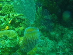 Callyspongia plicifera