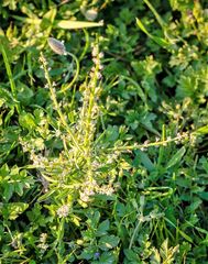 Lepidium spinosum