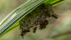 Polistes humilis synoecus