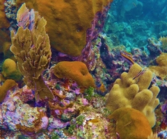 Millepora complanata