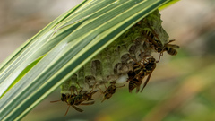 Polistes humilis synoecus