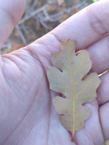 Oregon White Oak seedling