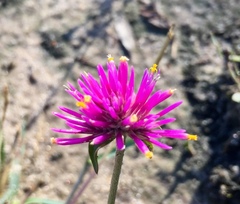Gomphrena pulchella