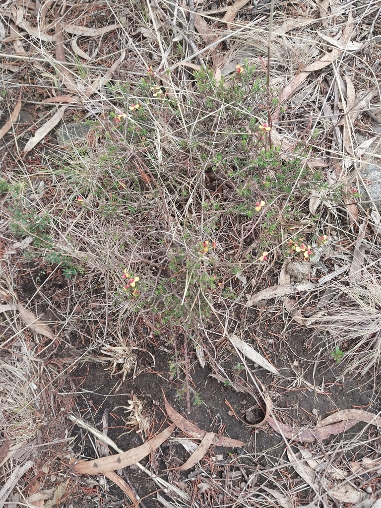 Matted Parrot Pea From Cooma Nsw Australia On November At Am By