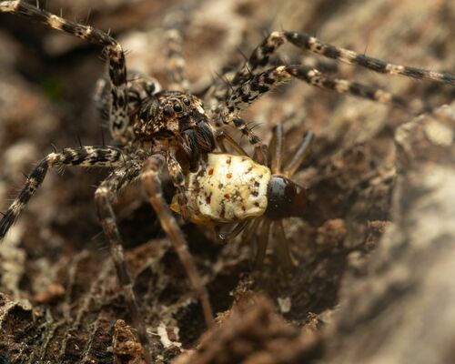 White Micrathena photo 5
