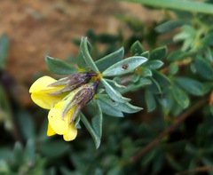 Lotus cytisoides