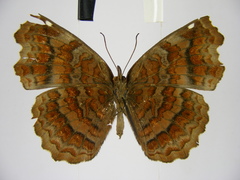 Ariadne enotrea suffusa