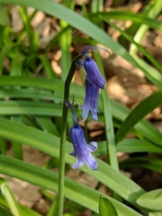 Hyacinthoides non-scripta