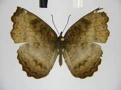 Ariadne enotrea suffusa