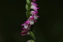 Spiranthes sinensis