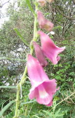 Pedaliaceae