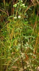 Baccharoides adoensis image