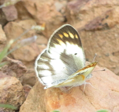 Colotis antevippe gavisa