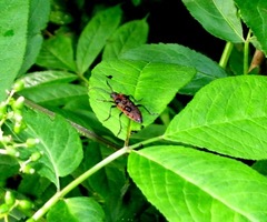 Desmocerus aureipennis