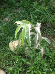 Persicaria lapathifolia lanata