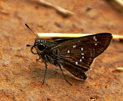 Pelopidas mathias mathias