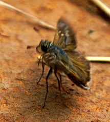 Pelopidas mathias mathias