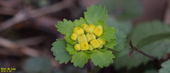 Chrysosplenium pilosum