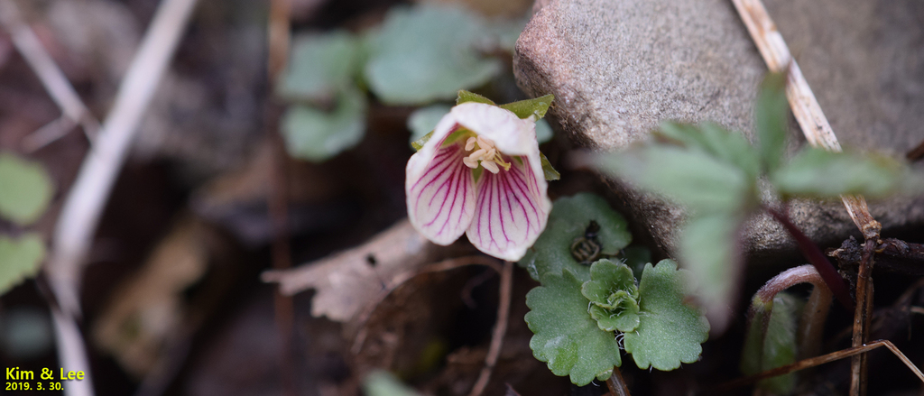 Oxalis obtriangulata; photograph (c) Kim, Hyun-tae, some rights reserved (CC BY)