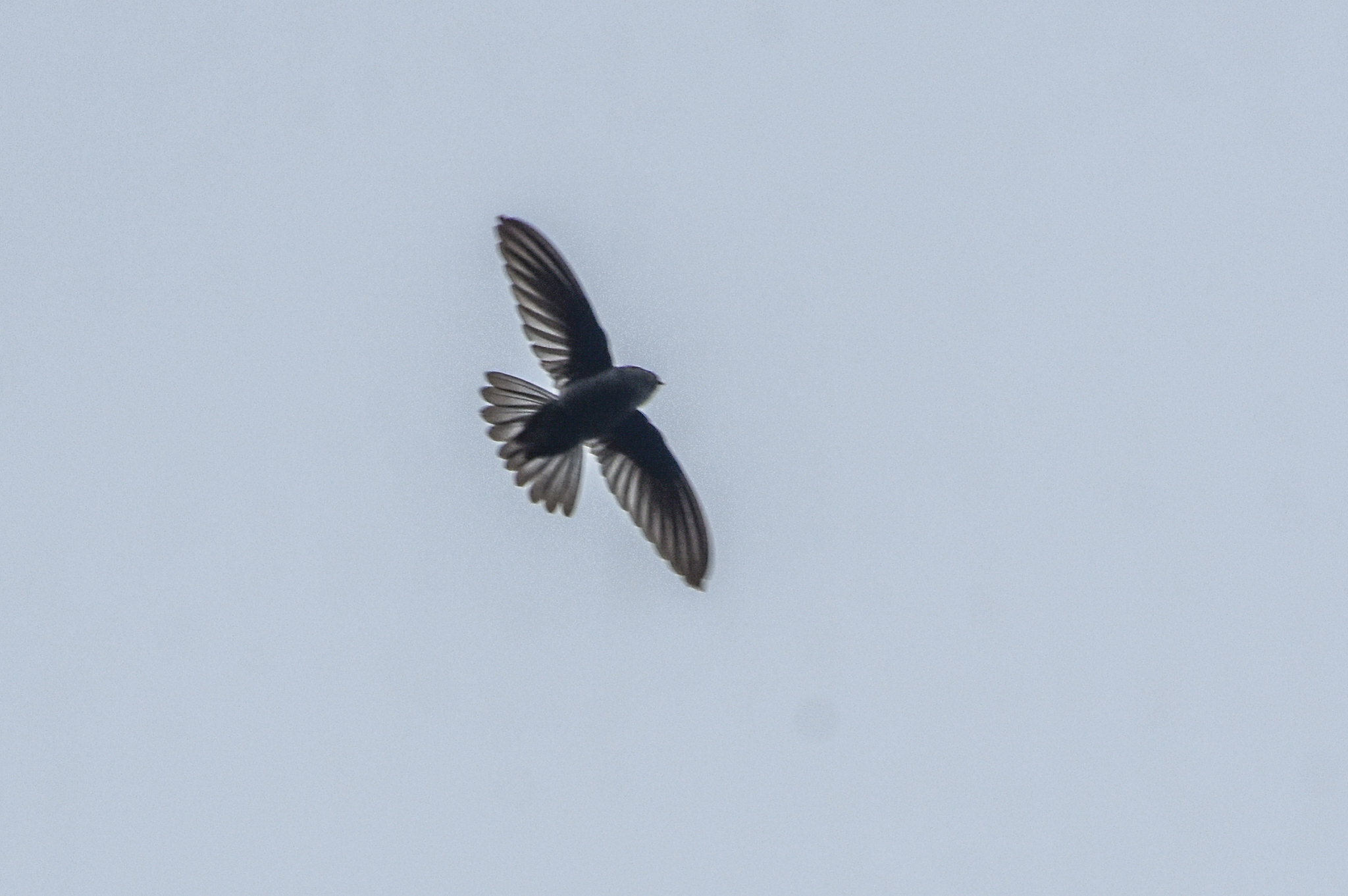 Uniform Swiftlet (Aerodramus vanikorensis), photo 9