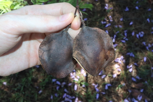 Jacaranda mimosifolia