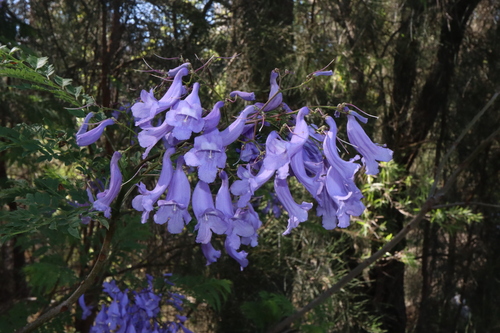 Jacaranda mimosifolia