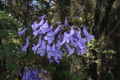 Palisanderholzbaum (Jacaranda mimosifolia): Herkunft und Verwendung — Foto 3